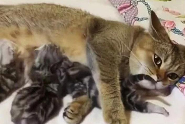 猫妈妈将猫宝推给主人,明白的用意后,主人不厚道笑了