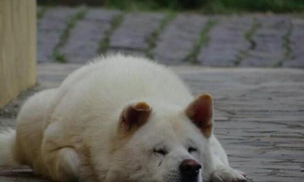 主人离世已三年,秋田犬依然在老地方等待 主人离世已三年,秋田犬依然在老地方等待