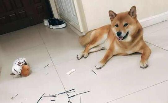 主人下班回家，柴犬笑眯眯地门口迎接，走进门主人却不那么高兴了