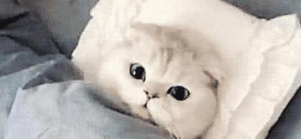 女孩让男友帮忙照顾猫咪,出差回来吃醋了:猫咪要抢我男友了 女孩让男友帮忙照顾猫咪,出差回来吃醋了:猫咪要抢我男友了