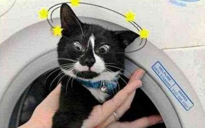 不小心把猫咪扔进洗衣机, 发现时笑抽了, 猫: 朕果然不能相信人类 不小心把猫咪扔进洗衣机, 发现时笑抽了, 猫: 朕果然不能相信人类
