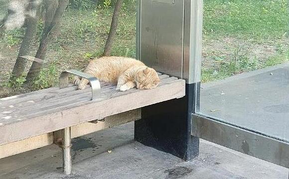 1.jpg橘猫连续几周造访公交站，好心人以为它走丢了，后来才知道搞错了公交站，好心人以为它走丢了，后来才知道搞错了