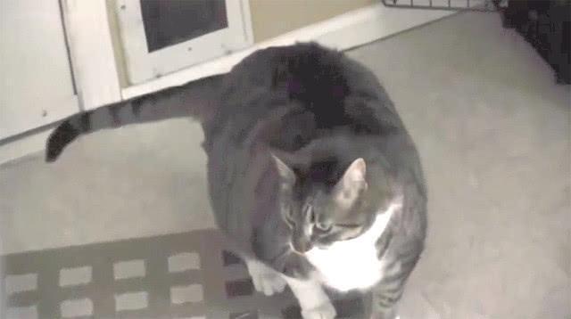 猫咪被卡门洞, 主人却在一旁鼓劲: 加油, 用力, 已经看到头了