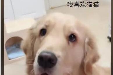 大金毛帮猫咪照顾孩子，摇身一变为“干爹”，猫：你还有我呢