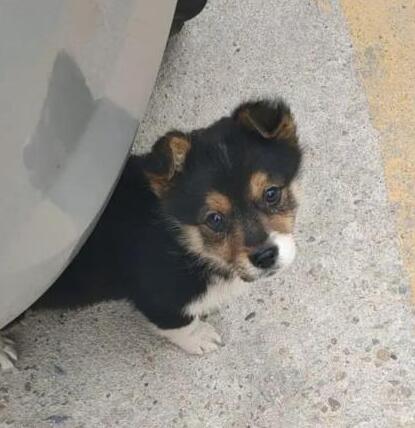 小田园犬被人抛弃，钻进车底不愿出来，眼神迷茫要哭了