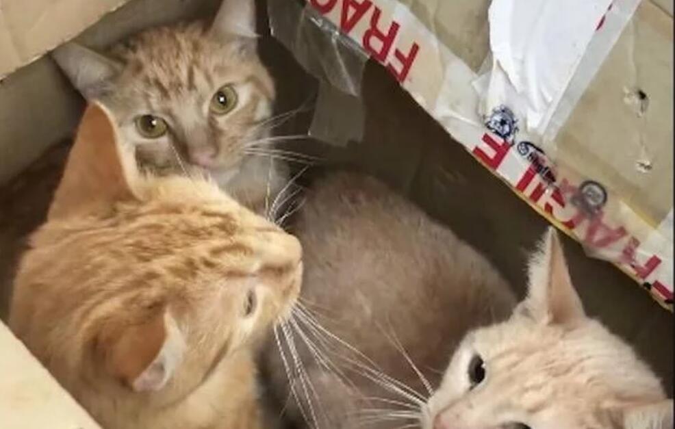 好心人在路边听到微弱猫叫,密封纸箱打开后,里面竟是11只小猫 好心人在路边听到微弱猫叫,密封纸箱打开后,里面竟是11只小猫