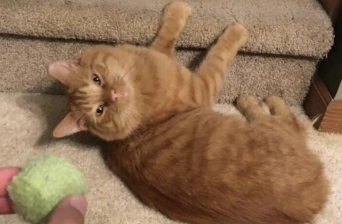 男子说自己不爱猫,却花了一年的时间喂养流浪猫,结局好暖!