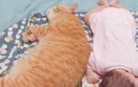 橘猫与宝宝一起午睡,结果忽然翻了个身,场面瞬间尴尬了 橘猫与宝宝一起午睡,结果忽然翻了个身,场面瞬间尴尬了