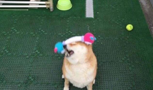 主人陪柴犬玩高空接物，结果发生了意外，柴犬赌气不理人了