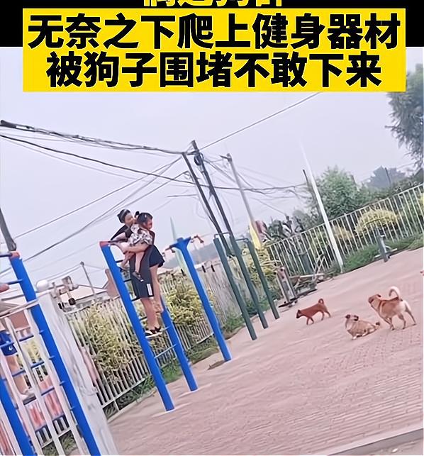 辽宁沈阳一家人被狗围攻，爬上器材不敢下来，单手抱娃太可怜