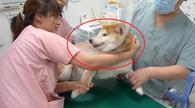 主人骗柴犬去打针,看到医生后态度就变了,狗:我要回家 主人骗柴犬去打针,看到医生后态度就变了,狗:我要回家