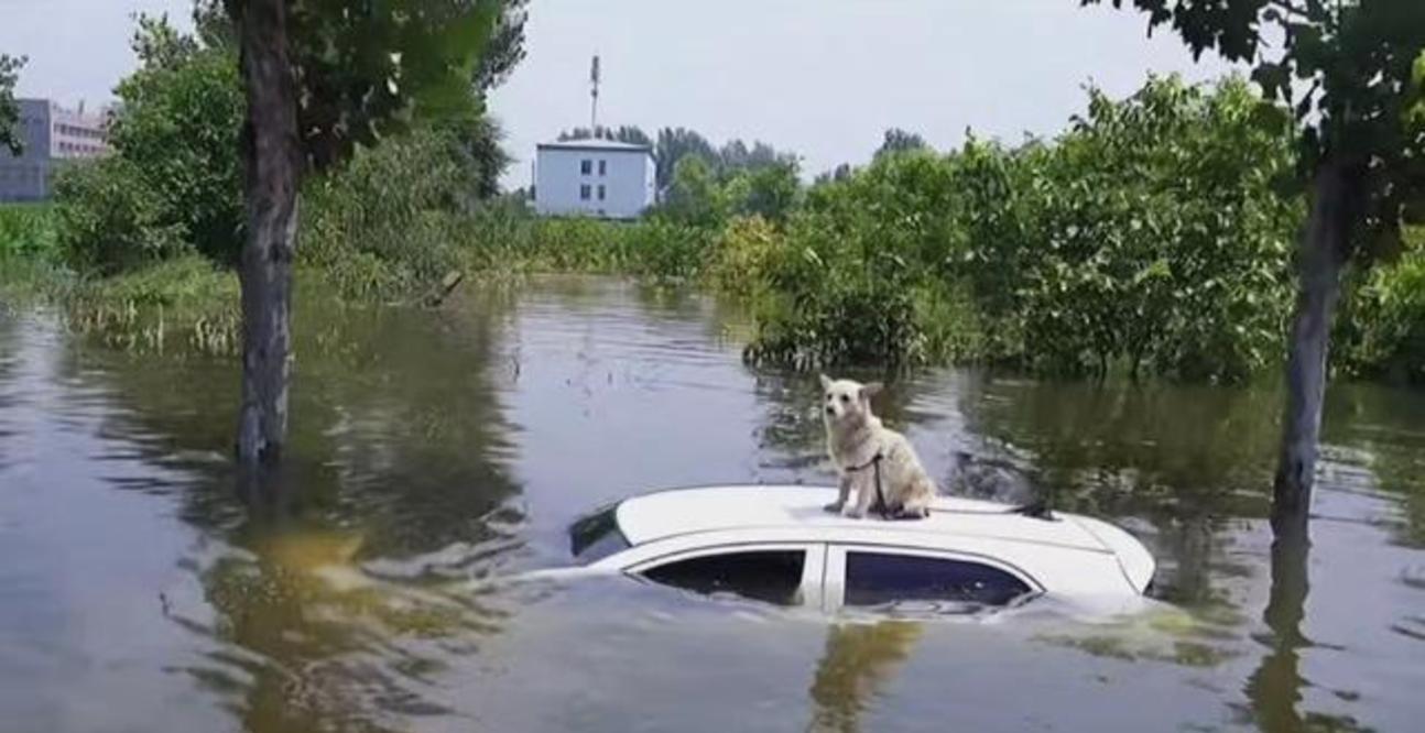 狗命也是命！河南新乡救援力量只顾救人，引发爱犬组织强烈不满
