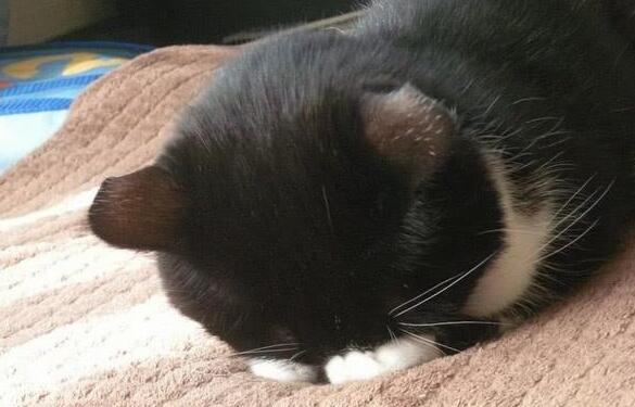 小猫咪一吃酸奶就激动,眼泪哗哗的流,原谅我不厚道地笑了! 小猫咪一吃酸奶就激动,眼泪哗哗的流,原谅我不厚道地笑了!