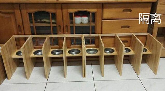 小伙针对9只猫咪抢食事件，手工打造隔离区，开饭时愣住了
