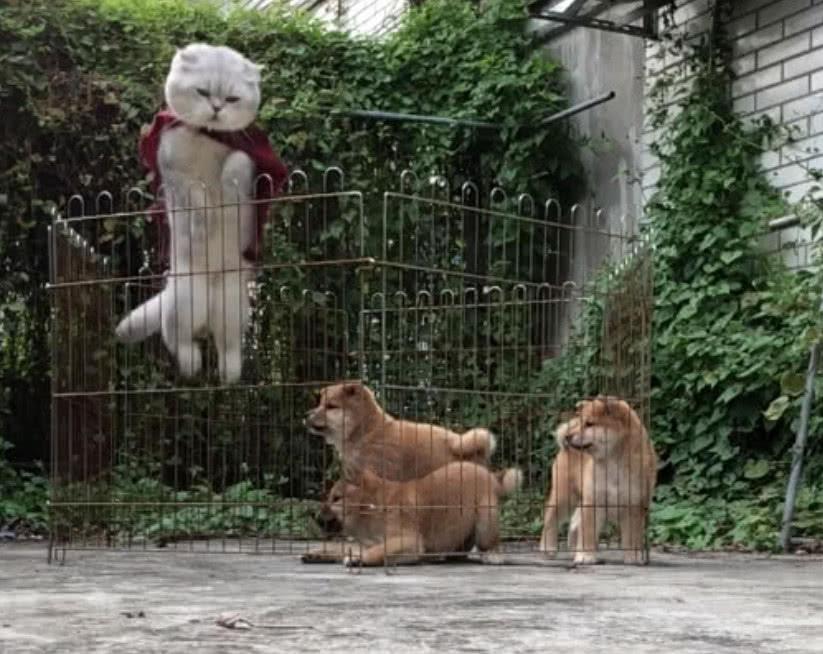 猫咪展示了越狱技能后, 柴犬惊呆了, 说: 大哥, 你怎么不教我们