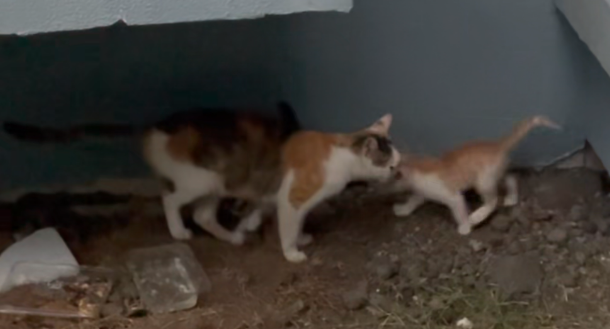 浙江：暴雨来袭，流浪猫妈妈为了保住自己的小猫，主动将剩下的小猫送给小伙 