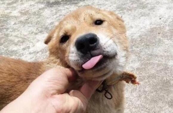 网友捡了一只田园犬,带回家养了两个月之后差点哭了:养不起啊 网友捡了一只田园犬,带回家养了两个月之后差点哭了:养不起啊