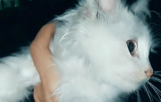 女子捡到流浪猫，抱起来发现它眼神有点奇怪，仔细一看不淡定了 