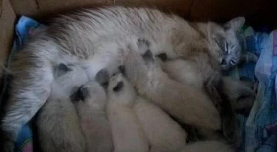 收养了一只怀孕的流浪猫，看到它生的小猫后，女主直呼养不起 