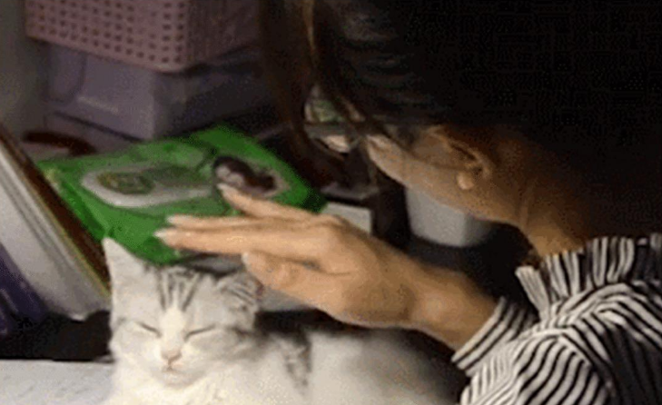 女主熬夜学习,小奶猫在一旁陪伴,随后一幕萌翻了 女主熬夜学习,小奶猫在一旁陪伴,随后一幕萌翻了