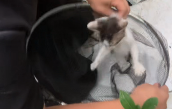 浙江：暴雨来袭，流浪猫妈妈为了保住自己的小猫，主动将剩下的小猫送给小伙 