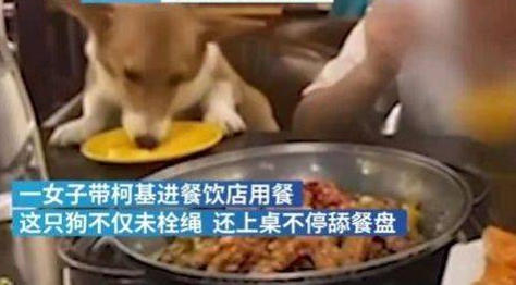 女子炫耀用餐厅餐具喂狗吃牛肉、喝奶茶……网友怒了