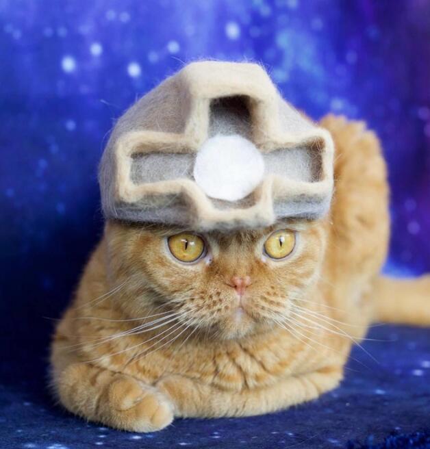 主人用猫咪的毛发摆造型,第6个惊艳到我了,网友:高手在民间