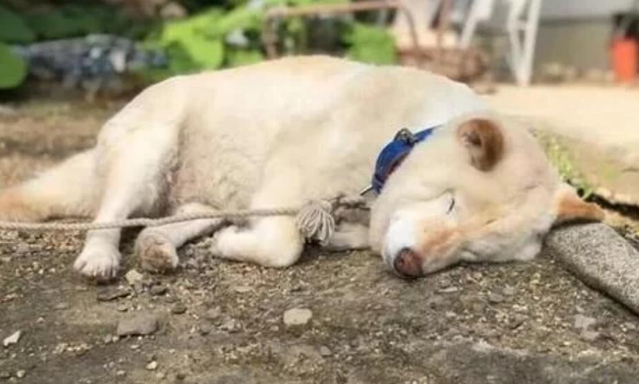 柴犬被毒蛇咬后却爆红网络,工整的四边形狗狗?狗:我开始方了? 柴犬被毒蛇咬后却爆红网络,工整的四边形狗狗?狗:我开始方了?