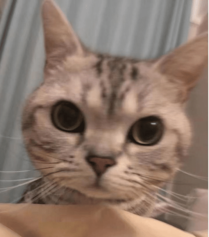 猫咪会做哪些不可思议的事?网友:用手机拉了个群聊 猫咪会做哪些不可思议的事?网友:用手机拉了个群聊
