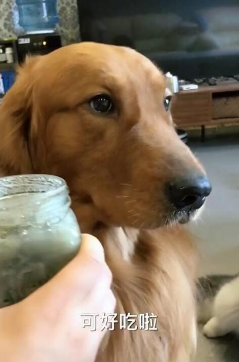 主人用臭豆腐测试哈士奇的智商,网友看了纷纷表示:这二哈真纯! 主人用臭豆腐测试哈士奇的智商,网友看了纷纷表示:这二哈真纯!