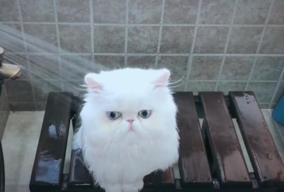 这只小白猫真火了, 当它回头时, 网友: 猫界刘亦菲?