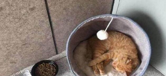 小猫咪被猫妈一只只叼到床上,主人不明所以,看后哭笑不得 小猫咪被猫妈一只只叼到床上,主人不明所以,看后哭笑不得