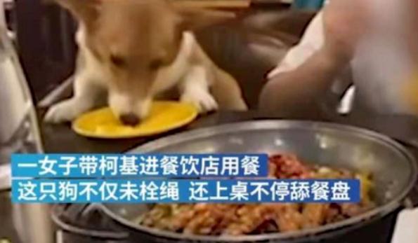 女子偷偷带狗进餐厅，并用勺子喂狗喝奶茶，网友：素质太低！
