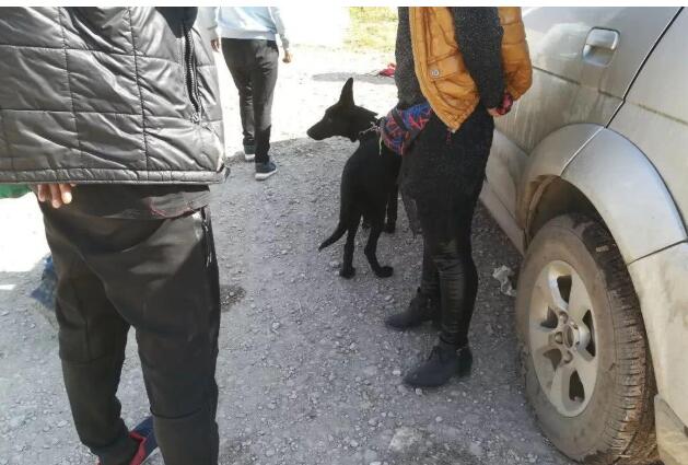 一家人带着黑狼犬来狗市卖, 与商贩都谈妥了! 可“小主人”不答应 