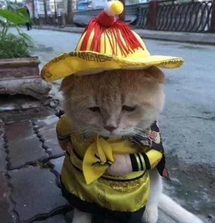 路边小猫打扮成皇帝，经过一盆鱼之后，脸上的表情让人乐了