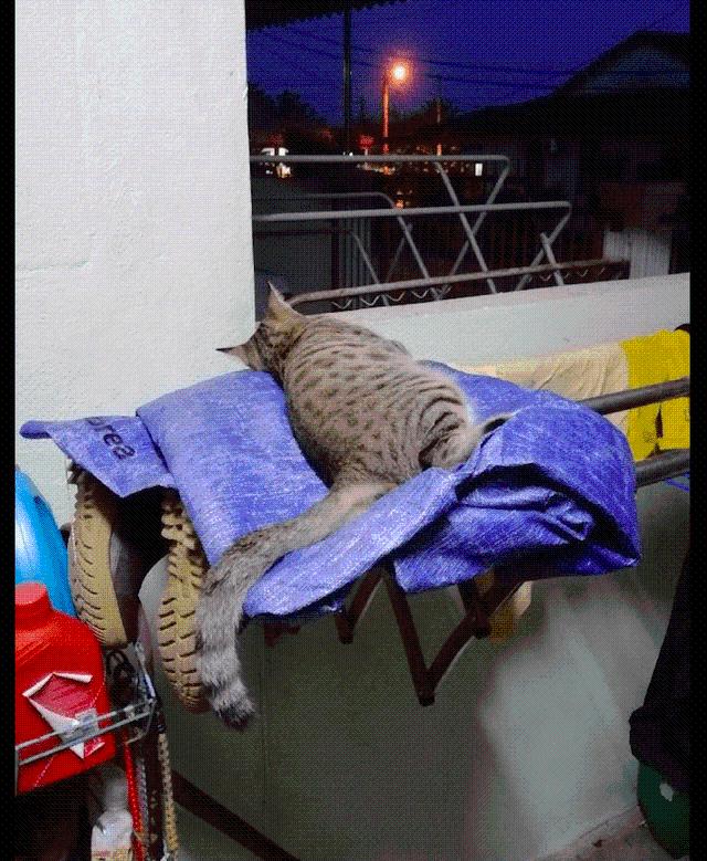 猫咪睡在晾衣架上，从白天睡到半夜，这是准备到晚上嗨起来吗？