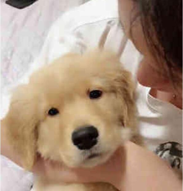 男友不喜欢狗狗, 我让他照顾金毛, 这是照顾亲女儿啊!