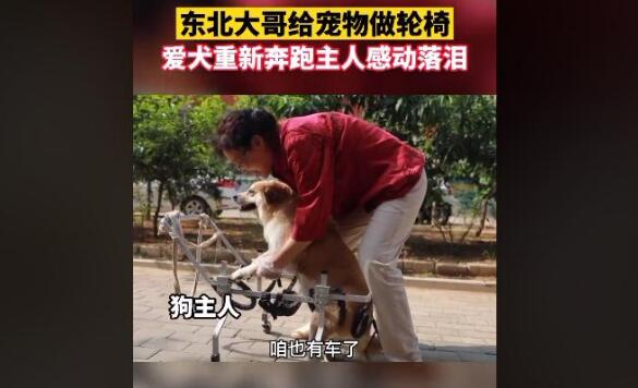 东北大哥给残疾狗做轮椅，爱犬带着专车奔跑，主人感动落泪
