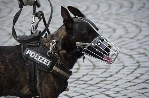 宠物狗遇警犬目不转睛?网友:原来狗子也喜欢有编制的~ 宠物狗遇警犬目不转睛?网友:原来狗子也喜欢有编制的~