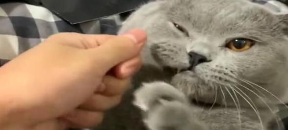 小猫太高傲不许主人碰, 主人把菜刀拿出来后, 它马上就变老实了 小猫太高傲不许主人碰, 主人把菜刀拿出来后, 它马上就变老实了