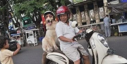 狗狗自动跳上摩托后座，大爷载狗买菜，狗狗戴头盔萌翻众人！