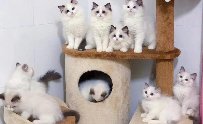 布偶猫一次生了19只，每次喂奶都是这个表情：这都是我的孩子？