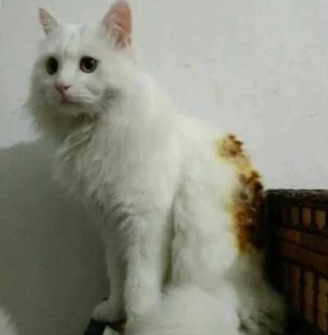 猫咪电暖旁取暖,竟“迷糊”到把自己烤焦,主人看了捧腹大笑