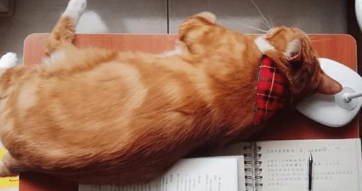 养了一只橘猫五年才敢带回家,本以为不会同意,结果家人都变猫奴 养了一只橘猫五年才敢带回家,本以为不会同意,结果家人都变猫奴