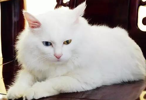 今日话题:12个星座最适合养的猫是什么? 今日话题:12个星座最适合养的猫是什么?