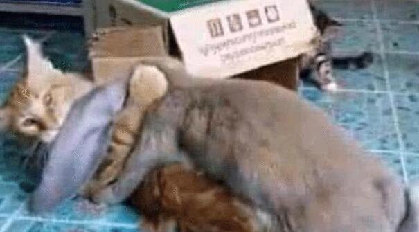 在奶奶家住了两个月,猫咪直接变了个样,虎斑猫从鹅蛋脸变大圆脸 在奶奶家住了两个月,猫咪直接变了个样,虎斑猫从鹅蛋脸变大圆脸