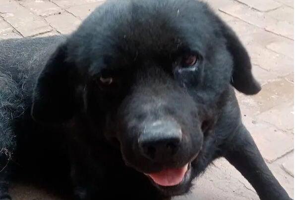 退役警犬沦为乡下看门狗，被虐待至瘫痪后，主人说：我不要了...