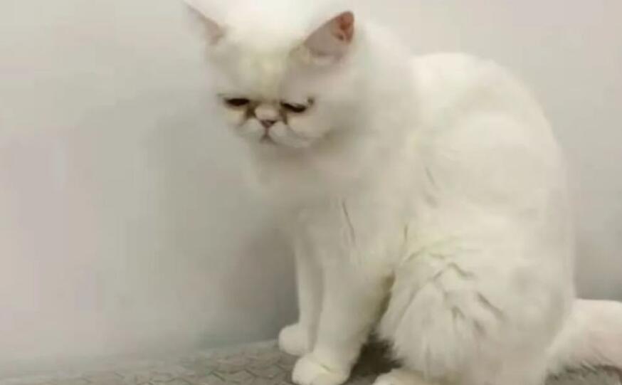 一确诊患者家3只猫阳性，被安乐死！