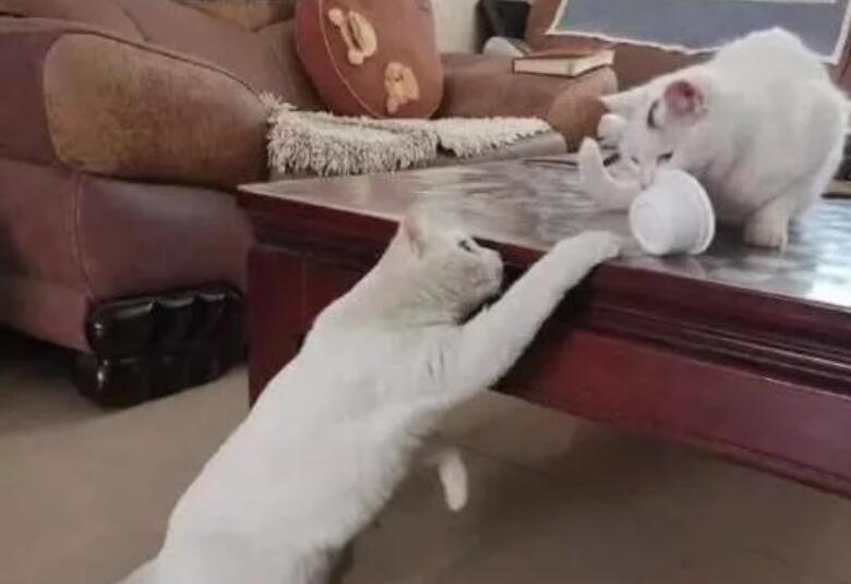 老妈捡了一只流浪猫和我家一模一样,网友纯天然克隆省了几十万 老妈捡了一只流浪猫和我家一模一样,网友纯天然克隆省了几十万