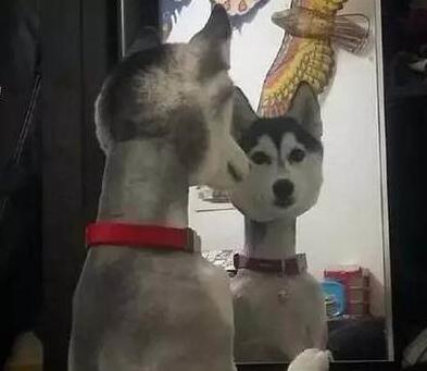 主人一时兴起给二哈剪了个造型,剪完之后不好了! 主人一时兴起给二哈剪了个造型,剪完之后不好了!